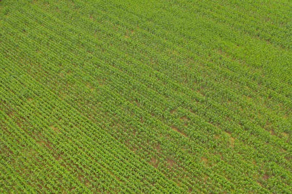 Luftaufnahme Von Gras Und Getreide Feld Mit Grünen Hügel Der — Stockfoto