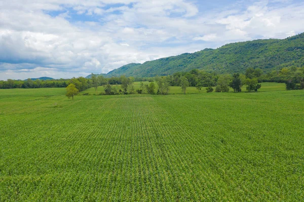 Vue Aérienne Haut Champ Herbe Cultures Avec Colline Montagne Verte — Photo