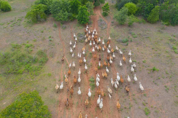 旅行休暇のコンセプトでタイのKanchanaburi地区で緑の米と草のフィールドを食べる牛の空中トップビュー 農業農場の動物 — ストック写真