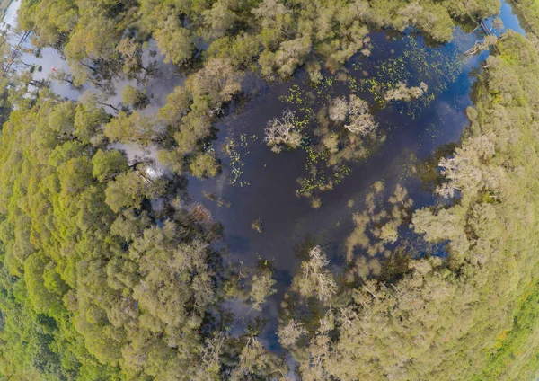 Vista Aérea Los Árboles Jardín Botánico Rayong Antiguo Bosque Corteza — Foto de Stock