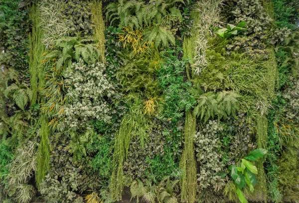 Vertical Jardim Exuberante Cerca Parede Verde Textura Superfície Padrão Parede — Fotografia de Stock