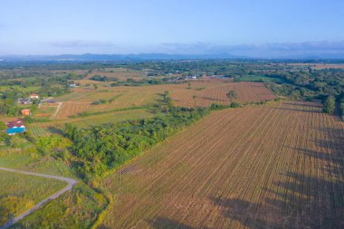 Tarım kavramında yeşil dağ tepesi olan çimen ve ekin tarlalarının havadan görünüşü. Tayland 'da doğa manzarası.