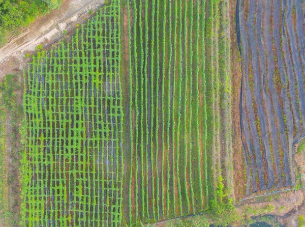 Vue Aérienne Haut Champ Herbe Cultures Avec Colline Montagne Verte — Photo