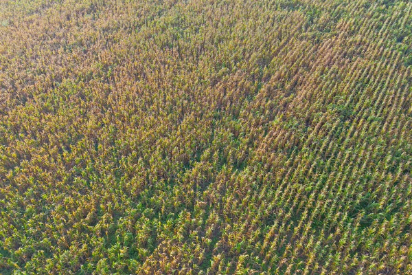 Vista Aérea Del Campo Hierba Cultivos Con Colina Verde Montaña — Foto de Stock
