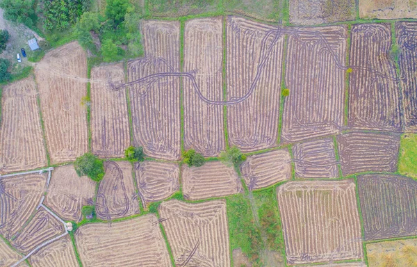 Pandangan Atas Udara Padi Pertanian Hijau Pedesaan Atau Daerah Pedesaan — Stok Foto