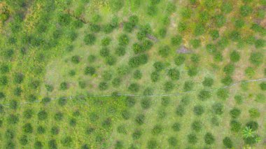 Taze çimenlerin, pirincin ve tarım konseptindeki yeşil dağ tepelerinin havadan görünüşü. Tayland 'daki doğa manzarası. hasat