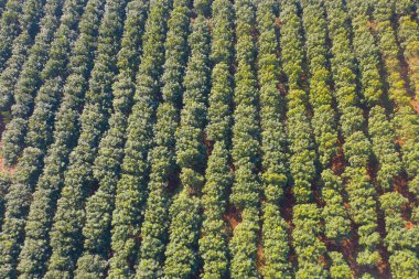 Taze çimenlerin, pirincin ve tarım konseptindeki yeşil dağ tepelerinin havadan görünüşü. Tayland 'daki doğa manzarası. hasat
