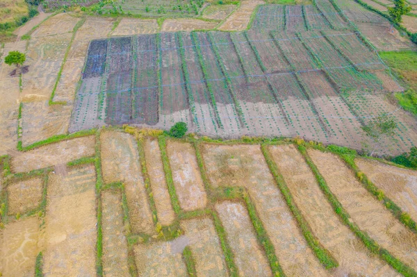Pandangan Atas Udara Dari Teras Padi Kering Pertanian Hijau Pedesaan — Stok Foto