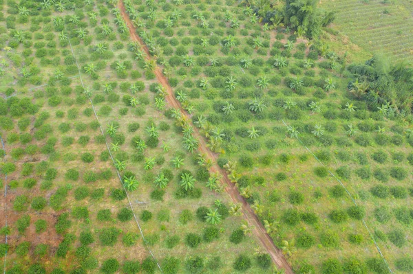 Vista Aérea Del Campo Hierba Fresca Arroz Cultivos Con Colina — Foto de Stock
