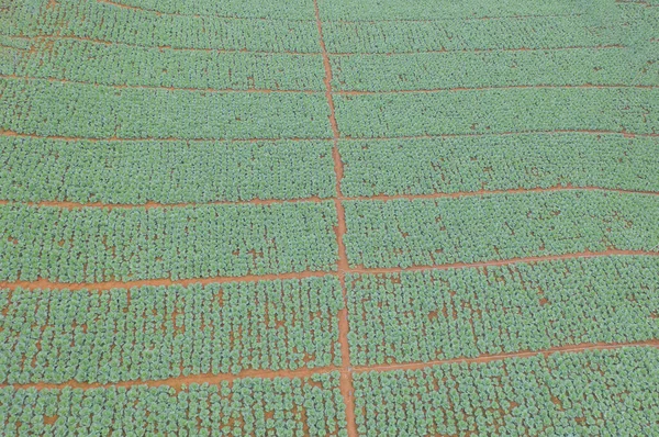 Αεροφωτογραφία Κορυφή Του Νωπού Χόρτου Ρυζιού Και Καλλιεργειών Τομέα Πράσινο — Φωτογραφία Αρχείου