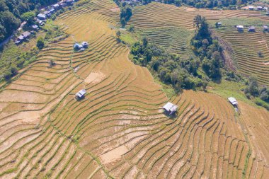 Kuru çeltik pirinç terasları, kırsal alanlardaki yeşil tarım arazileri, Asya 'daki dağ tepeleri vadisi, Pabongpieng, Chiang Mai, Tayland. Doğa manzarası. Ekin hasadı. kuraklık