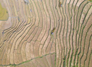 Kuru çeltik pirinç terasları, kırsal alanlardaki yeşil tarım arazileri, Asya 'daki dağ tepeleri vadisi, Pabongpieng, Chiang Mai, Tayland. Doğa manzarası. Ekin hasadı. kuraklık