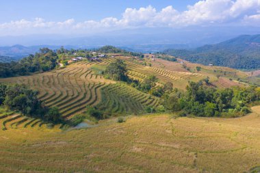 Kuru çeltik pirinç terasları, kırsal alanlardaki yeşil tarım arazileri, Asya 'daki dağ tepeleri vadisi, Pabongpieng, Chiang Mai, Tayland. Doğa manzarası. Ekin hasadı. kuraklık