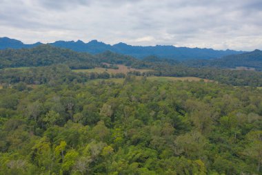 Orman ağaçlarının ve yeşil dağ tepelerinin havadan görünüşü. Doğa manzarası arka planı, Tayland.