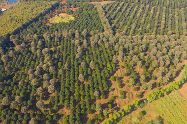 Orman ağaçlarının ve yeşil dağ tepelerinin havadan görünüşü. Doğa manzarası arka planı, Tayland.