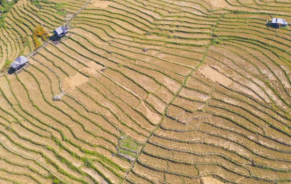 Aerial Top View Dry Paddy Rice Terraces Green Agricultural Fields — Φωτογραφία Αρχείου