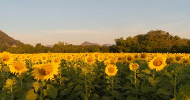 Tatil gezisinde dağla birlikte tam çiçek açan ayçiçeği tarlası yazın Lopburi, Tayland 'daki doğal bahçe parkında tatil gezisi. Doğa manzarası arka planı.