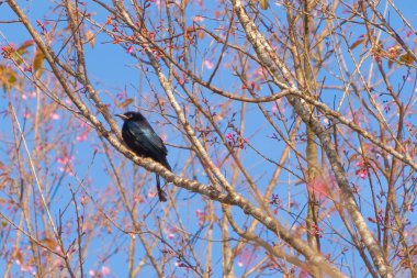 Phu Lom Lo Ulusal Parkı, Phu Hin Rong Kla Ulusal Parkı, Tayland 'da kiraz çiçekleri açan bir kuş. Doğal manzara arka planı. Bahar mevsiminde pembe renk.