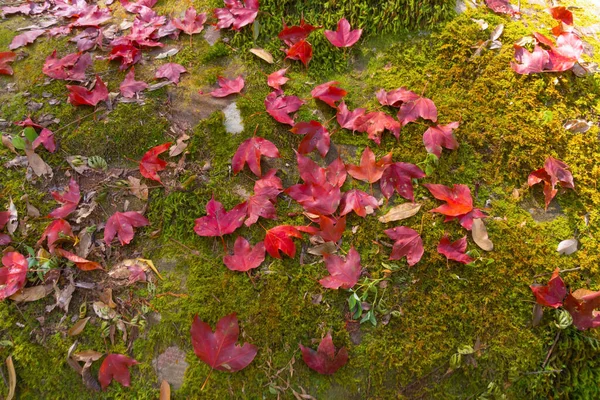 Červené Javorové Listy Nebo Podzimní Listoví Větvemi Barevném Podzimním Období — Stock fotografie