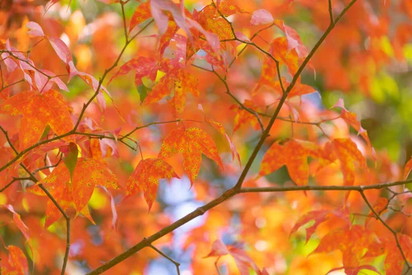 Red maple leaves or fall foliage with branches in colorful autumn season in Kyoto, Kansai. Trees in Japan. Nature landscape background.