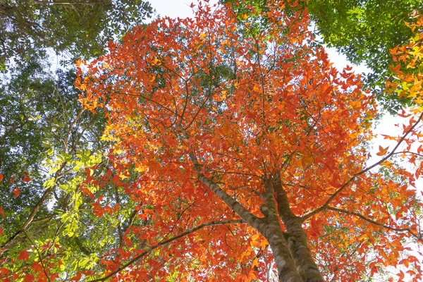 Red maple leaves or fall foliage with branches in colorful autumn season in Kyoto, Kansai. Trees in Japan. Nature landscape background.