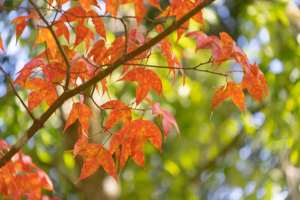 Red maple leaves or fall foliage with branches in colorful autumn season in Kyoto, Kansai. Trees in Japan. Nature landscape background.