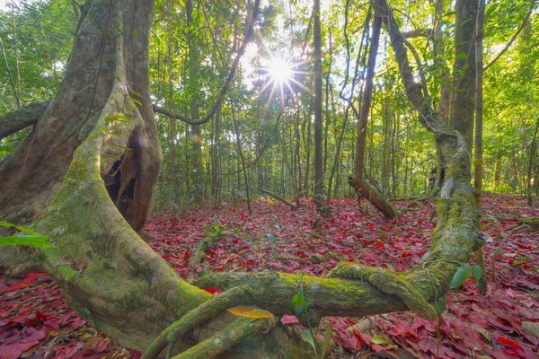 Vörös Juhar Levelek Vagy Őszi Lombozat Őszi Évszakban Erdőfákon Természet — Stock Fotó