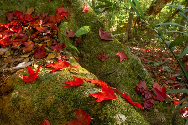 Foglie Acero Rosso Fogliame Autunnale Negli Alberi Forestali Natura Paesaggio — Foto Stock