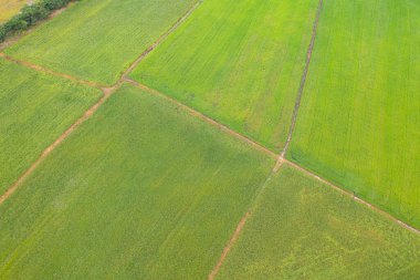 Taze çeltik pirincinin havadan görünüşü, Asya 'nın kırsal ya da kırsal kesimindeki yeşil tarım alanı. Doğa manzarası arka planı.
