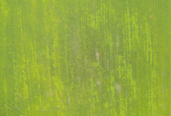 Flygfoto Ovanifrån Färskt Paddyris Grönt Jordbruksfält Landsbygden Eller Landsbygdsområden Asien — Stockfoto