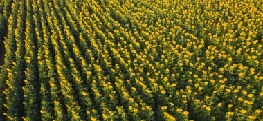 Tatil gezisinde dağla birlikte tam çiçek açan ayçiçeği tarlasının havadan görünüşü yazın Lopburi, Tayland 'daki doğal bahçe parkında tatil gezisi. Doğa manzarası arka planı.