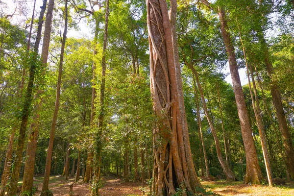 Giant Cedar Trees in Forest. Tall trees at Arashiyama in travel holidays vacation trip outdoors in Japan. Tall trees in natural park. Nature landscape background.