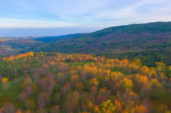 Aerial View Sakura Cherry Flowers Blossom Trees Phu Lom National — 스톡 사진