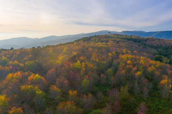 Aerial View Sakura Cherry Flowers Blossom Trees Phu Lom National — 스톡 사진