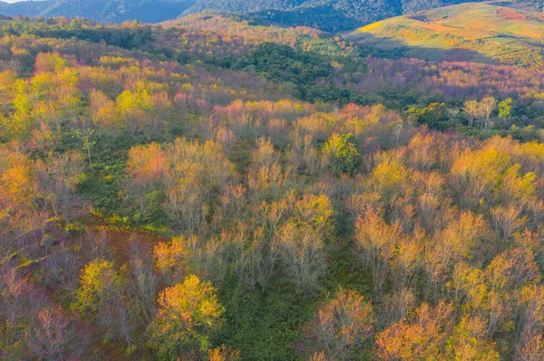 Aerial View Sakura Cherry Flowers Blossom Trees Phu Lom National — 스톡 사진