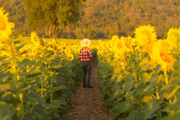 Portrait Happy Farmer Man Checking Sunflower Crops Agriculture Field Outdoor — Stock Fotó