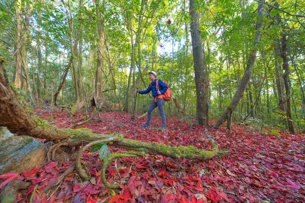 Asian Tourist Backpacker Trekking Trail Traveling Forest Red Maple Trees — Stock Fotó