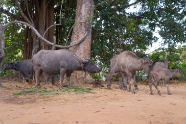 Thai Bufalosu tarlada kuru ot yiyor. Ziraatte hayvanlar.