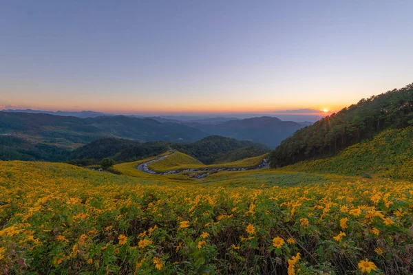 Strom Marigold Nebo Žluté Květy Národním Zahradním Parku Horských Kopcích — Stock fotografie