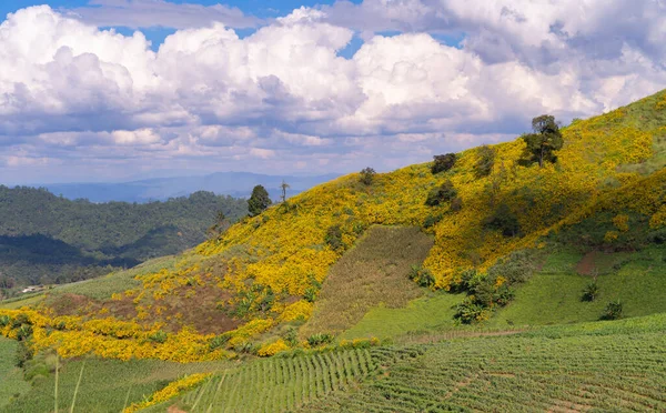 Árvore Marigold Flores Amarelas Parque Nacional Jardim Montanhas Mae Hong — Fotografia de Stock