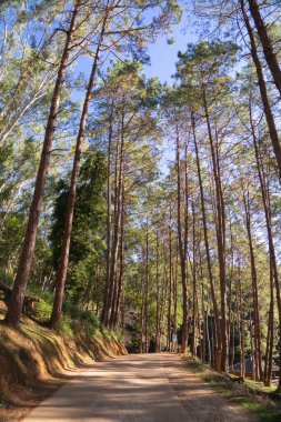 Ormandaki ağaçların alt manzarası. Seyahat tatilindeki uzun ağaçlar dışarıda tatil yapıyor. Doğal parktaki uzun ağaçlar. Doğa manzarası arka planı.