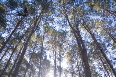 Ormandaki ağaçların alt manzarası. Seyahat tatilindeki uzun ağaçlar dışarıda tatil yapıyor. Doğal parktaki uzun ağaçlar. Doğa manzarası arka planı.
