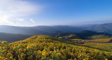 Ulusal bahçe parkında ağaç kadife çiçeği ya da sarı çiçekler ve Tayland 'da Mae Hong Son' daki dağ tepeleri. Seyahat ve tatilde doğa manzarası. Doi Mae U Kho 'da Thung Bua Tong.