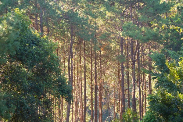 Bottom view of trees in forest. Tall trees in travel holidays vacation trip outdoor. Tall trees in natural park. Nature landscape background.