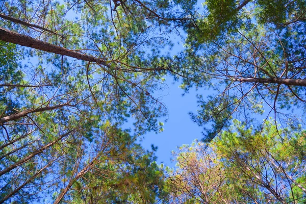 Alsó Kilátás Fák Erdőben Magas Fák Utazás Nyaralás Kirándulás Szabadtéri — Stock Fotó