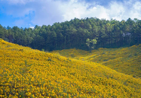 Árvore Marigold Flores Amarelas Parque Nacional Jardim Montanhas Mae Hong — Fotografia de Stock