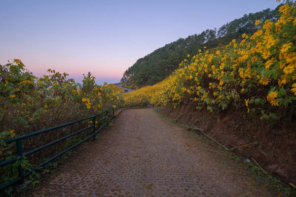 Tree Marigold Yellow Flowers National Garden Park Mountain Hills Mae — Stock Photo, Image