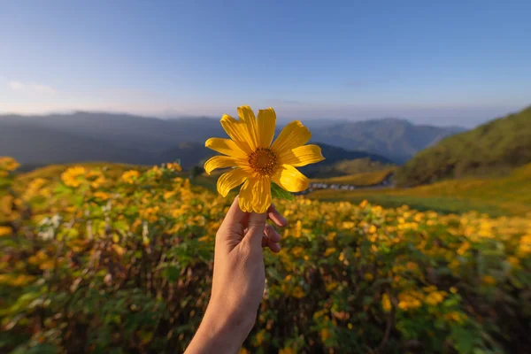 Albero Mano Calendula Fiori Gialli Nel Parco Nazionale Del Giardino — Foto Stock