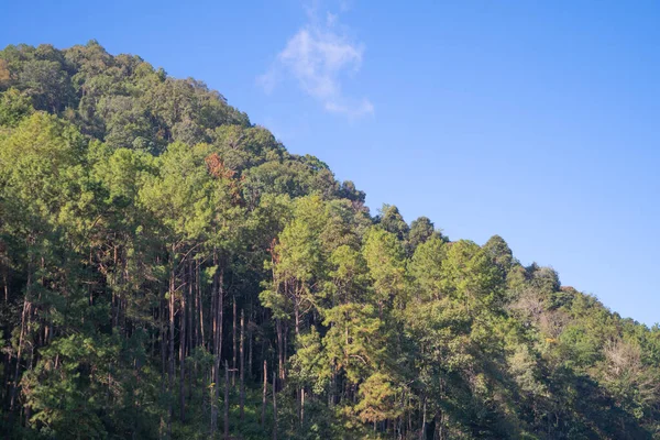 Lesní Stromy Zelený Kopec Modrou Oblohou Příroda Krajina Pozadí Thajsko — Stock fotografie