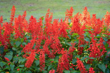 Ulusal bahçe parkında kırmızı çiçek açan Batı Hint Yasemin çiçekleri, Tayland. Seyahat ve tatil konseptinde doğa manzarası geçmişi.